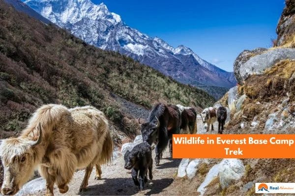 wildlife-in-ebc-trek.jpg