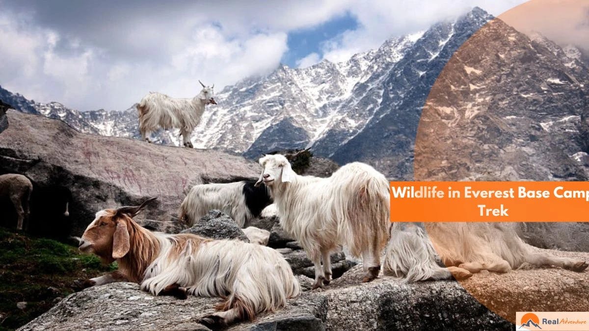 wildlife-yak-RealAdventure