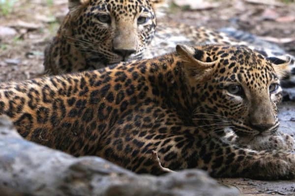 Nepal Central Zoo