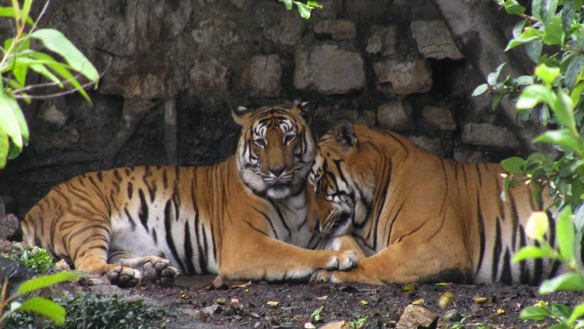 Wildlife Tour in Nepal