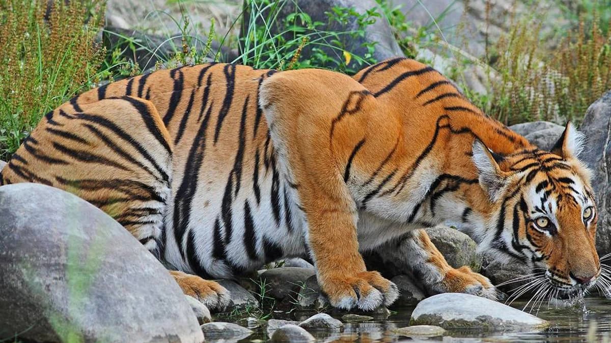 Bardia Jungle Safari