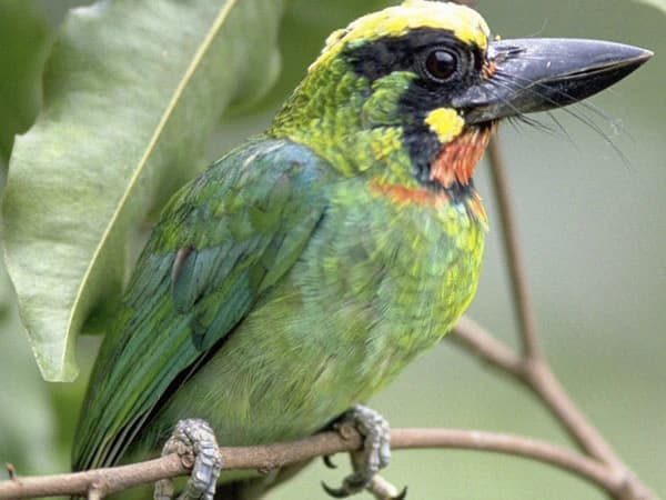 Bardia National Park Bird watching
