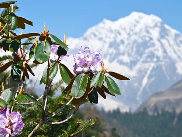 Annapurna Trekking