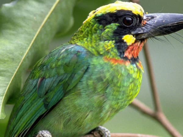 Bardia Bird Watching Tour 1