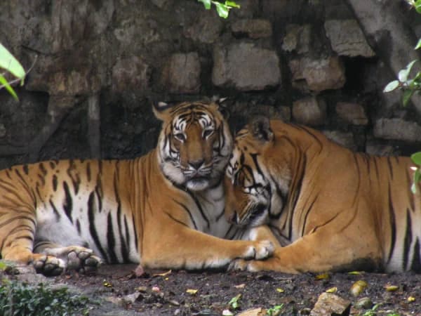 Centeral Zoo