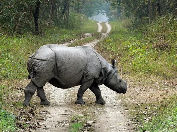 Rhino 1