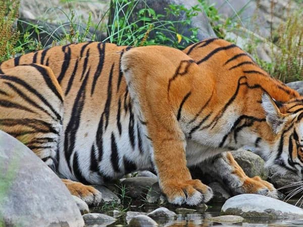 Royal Bangel Tiger 1