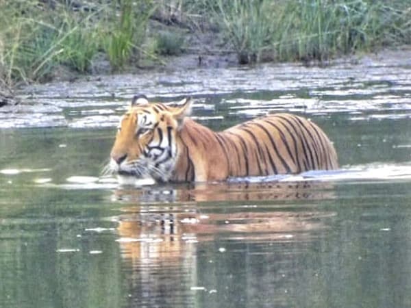 Chitwan Jungle Safari Tour